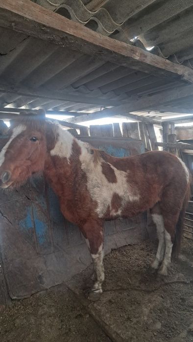 Продам Құнан. СКО