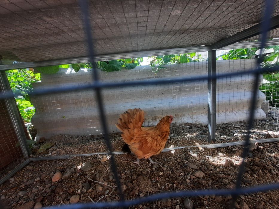 Цыплята и куры голуби