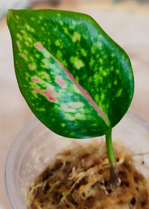 Аглаонемы разных сортов