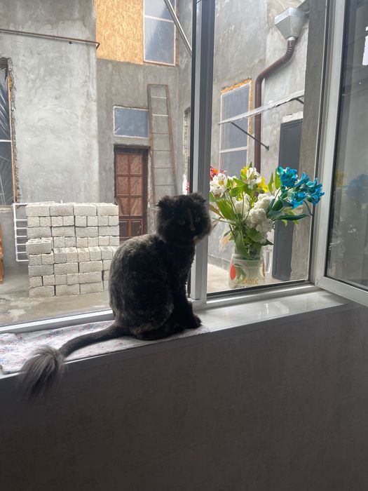 Отдам в добрые руки шотландскую вислоухую кошечку (трихколор)