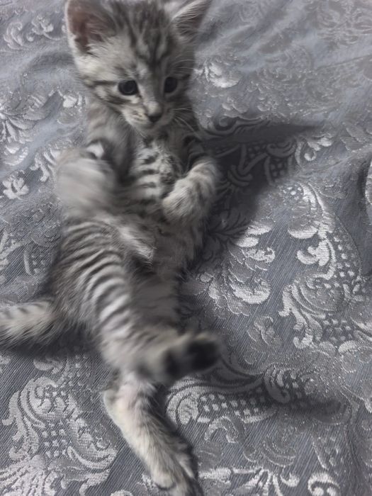 Отдам котят  в добрые руки