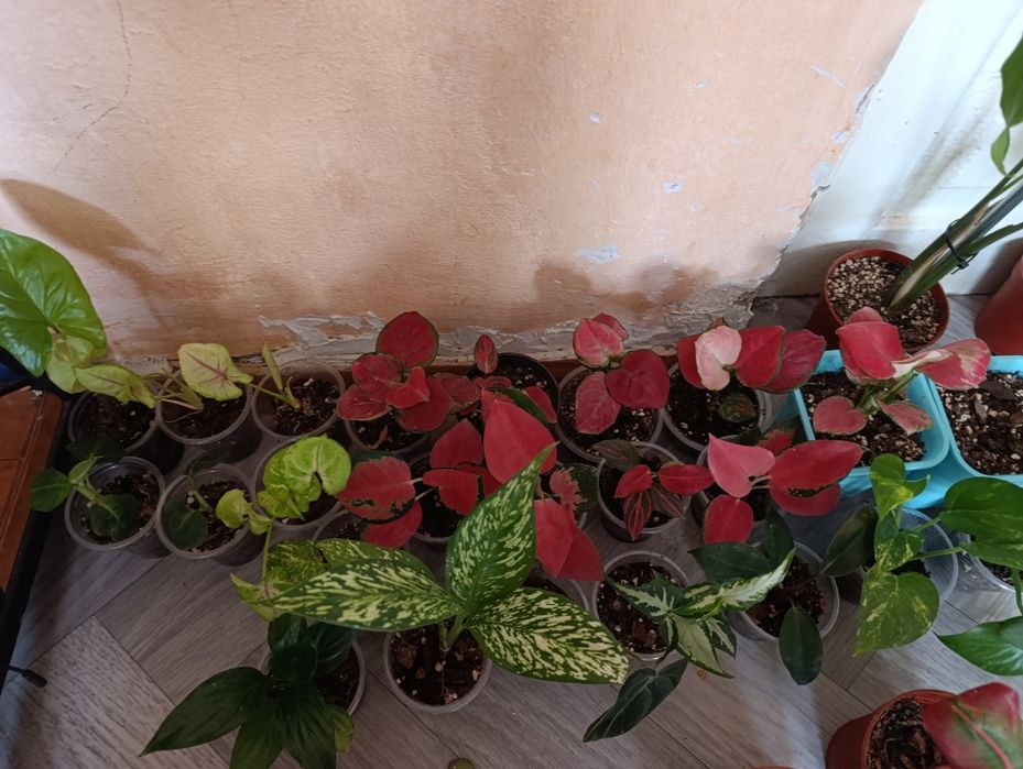 комнатные цветы Оптом