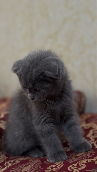 Скотиш фолд мушукча