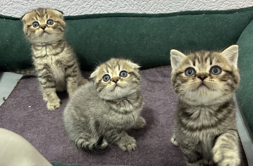 Плюшевые котята готовы найти свой дом