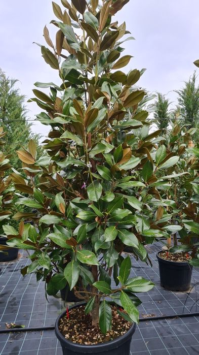 Magnolia grandiflora mai multe dimensiuni