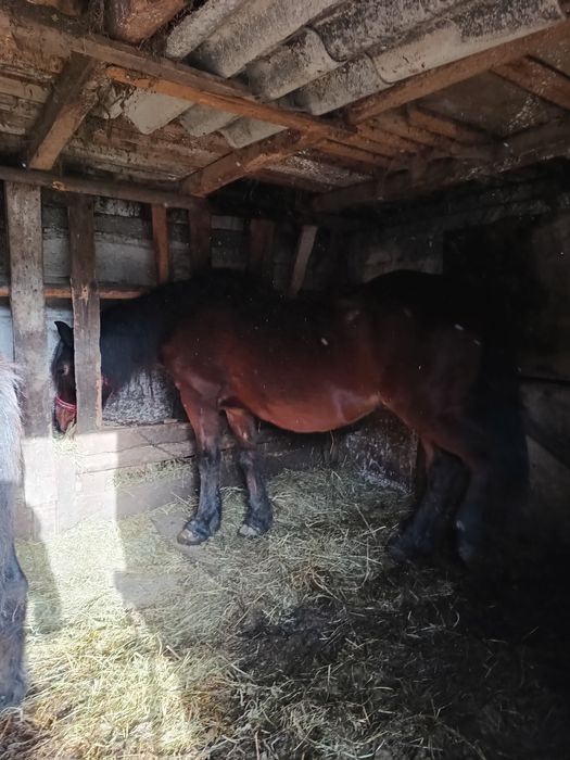 Mânz vârstă 4 luni