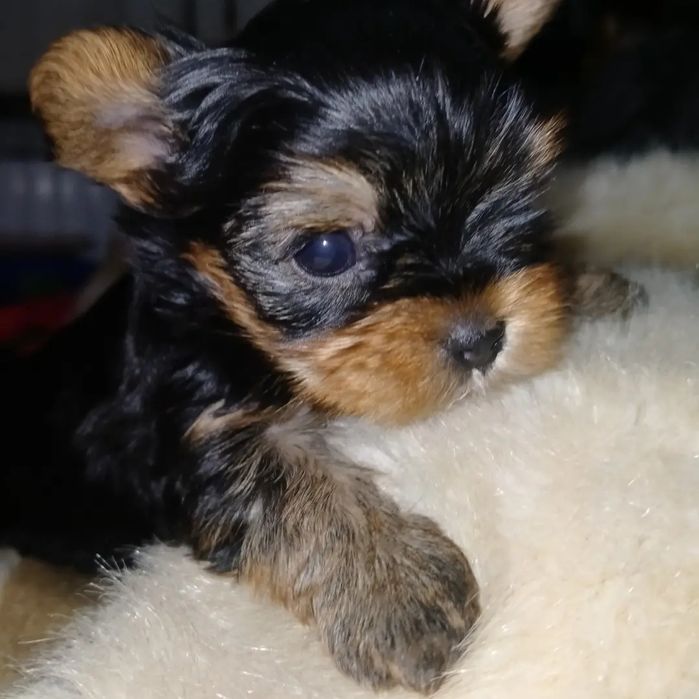 Йоркширский терьер