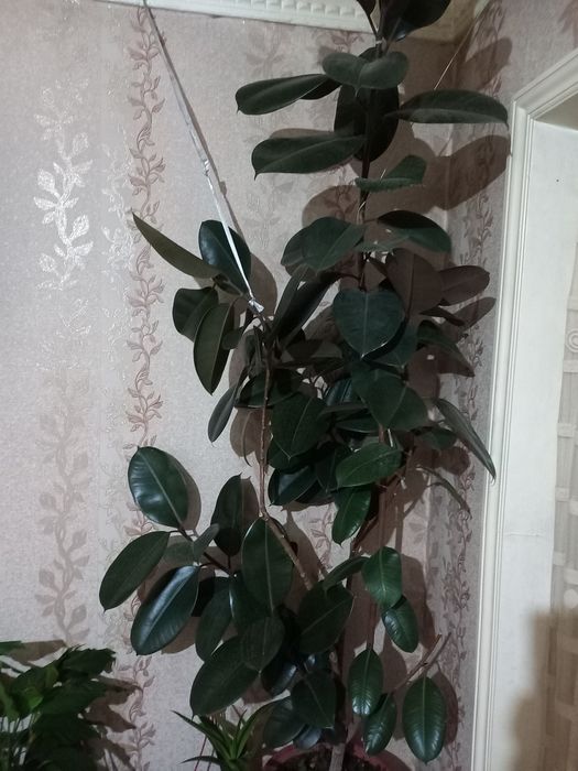 Фикус кора шахзода 2.5 м