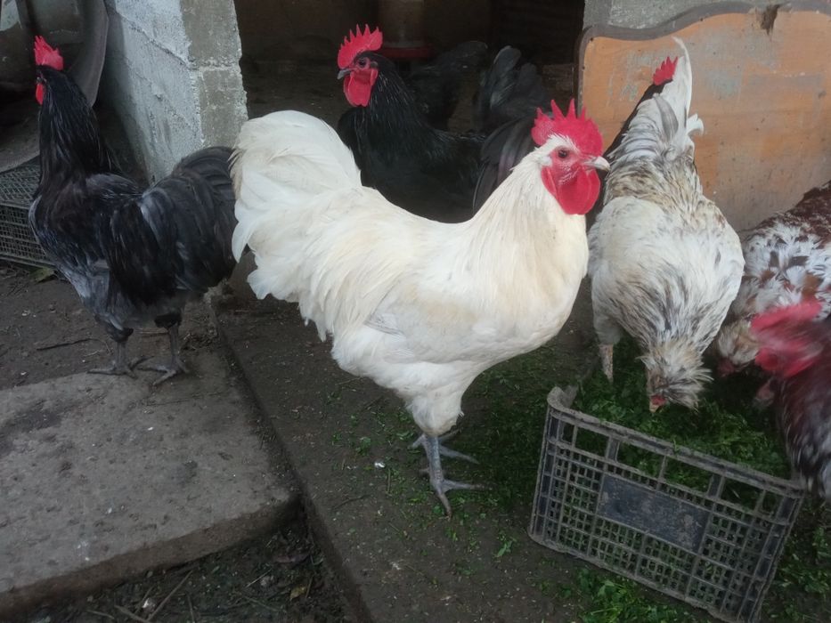 Australorp alb și negru
