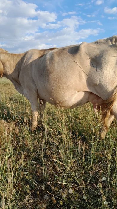 Vând 2 Vaci bune de lapte 8000 de lei Bucata