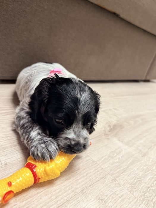 Спаниель Русский охотничий