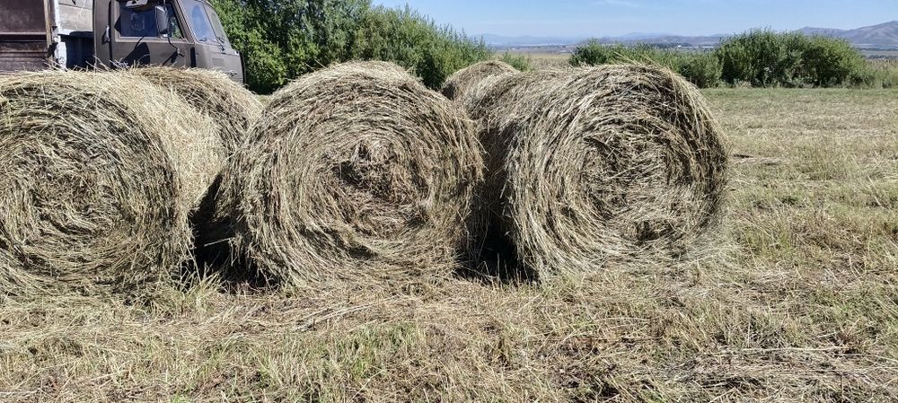 Продам сено круглые тюка разнотравье