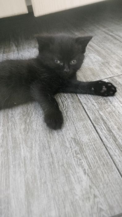 Отдадим кошечку в добрые руки