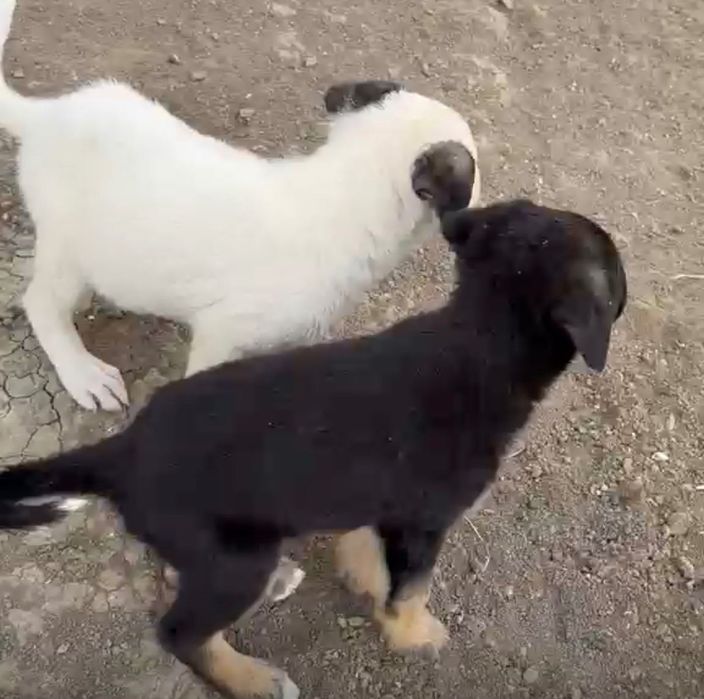 Щенки ждет Вас г Атырау