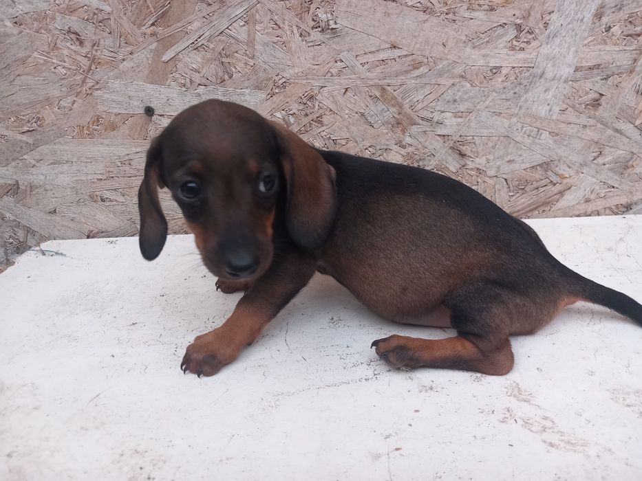 Căței Teckel **Dachshund
