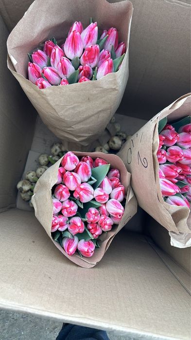 Голандские тюльпаны более 10 видов