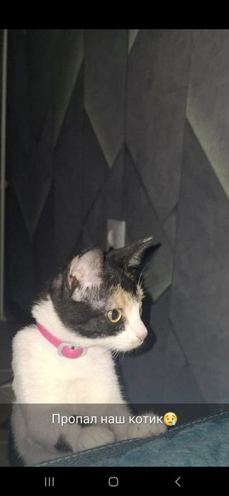 Пропал котёнок жилгородок