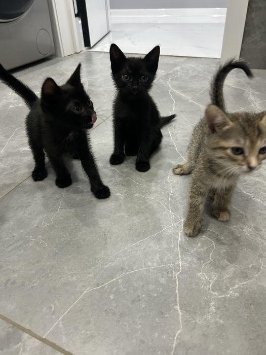 Котята в добрые руки!