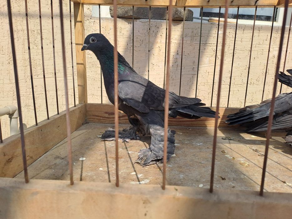 Продам голубей самки