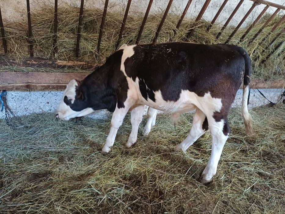 Vând 2 tăruși baltati unu de 4 luni și 2 luni jum