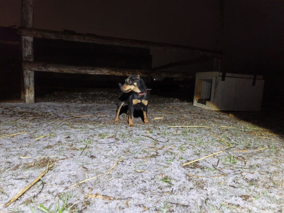 Ягдтерьер сатыладв