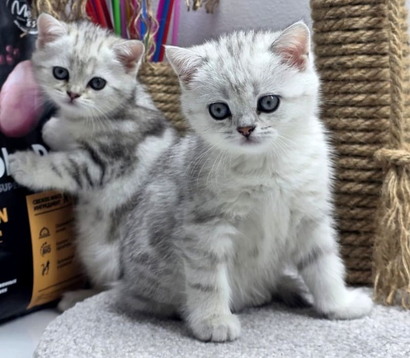 КоТик и кошеЧки ШотЛанДскиЕ