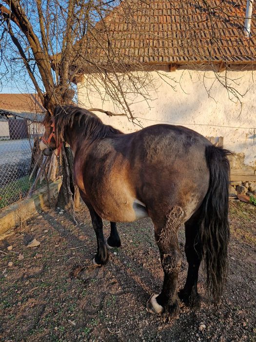 Vând iapă cestantă 3 ani