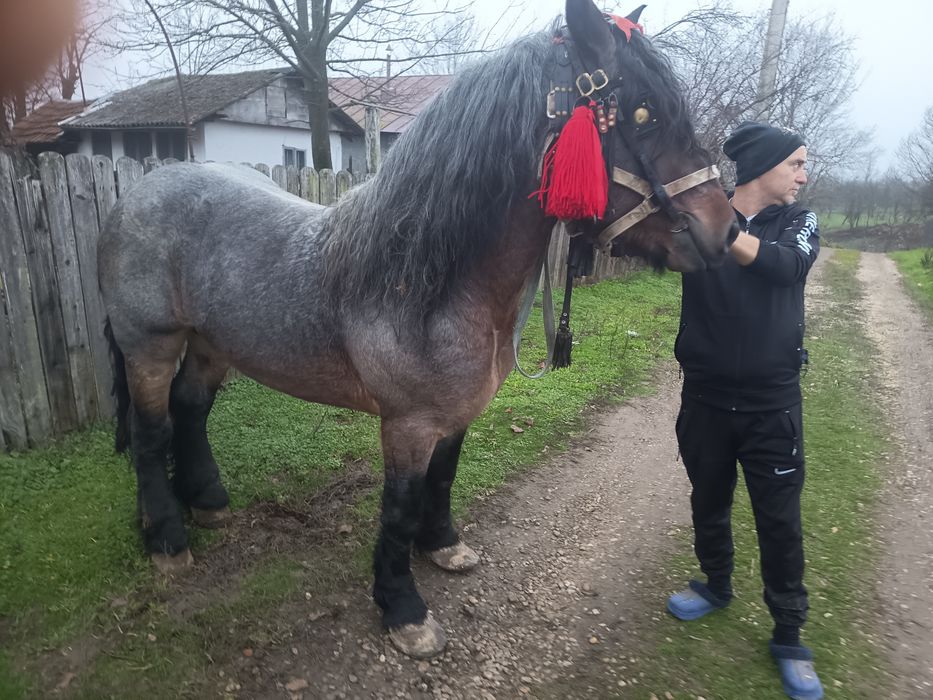 Vând armăsar  vârstă 3_4 ani