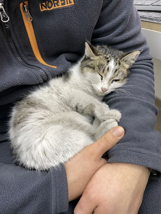 Найдена кошка, верну хозяивам