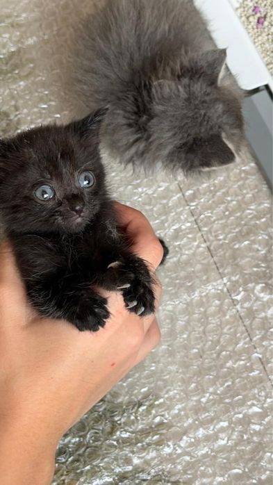 Отдаем котят в г Актау