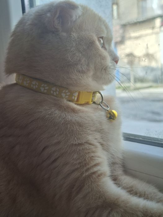 Шотланский вслоуха