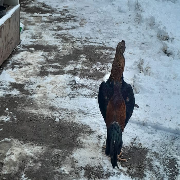 Продам даканов хороших кровей