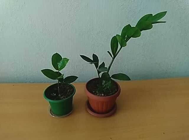 Продам долларовое дерево