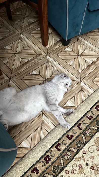 Шотландские вислоухие *скоттиш-фолд*