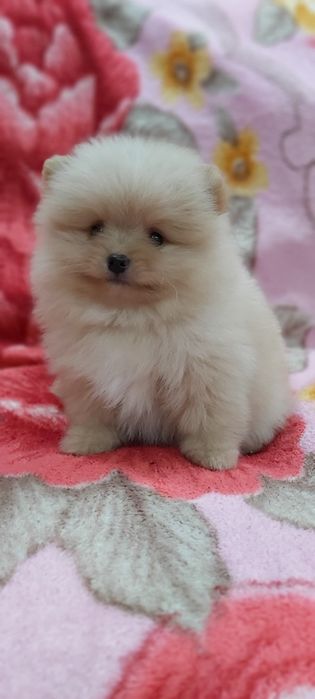 Шпиц кремовый  мальчик