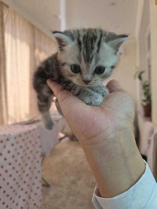 Продам маленькие котята