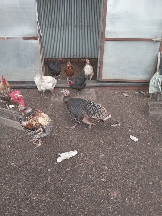 Индюки.  Продам индюков.