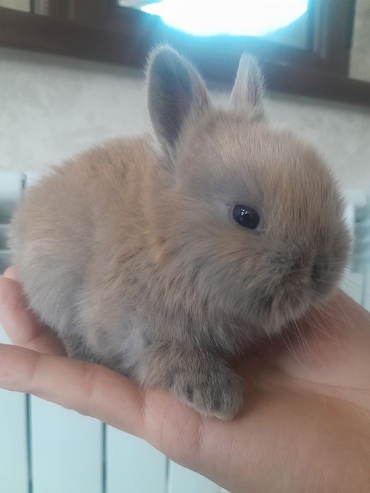 Quyon bolalari. Karlik quyoncha