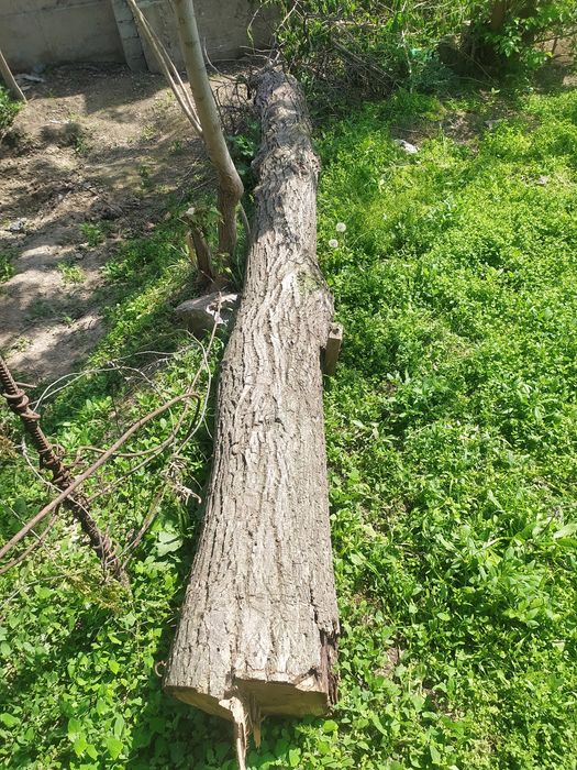 Yongoq daraxti tusinga