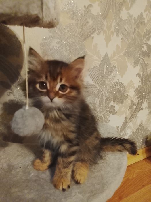 Продам породистого котенка