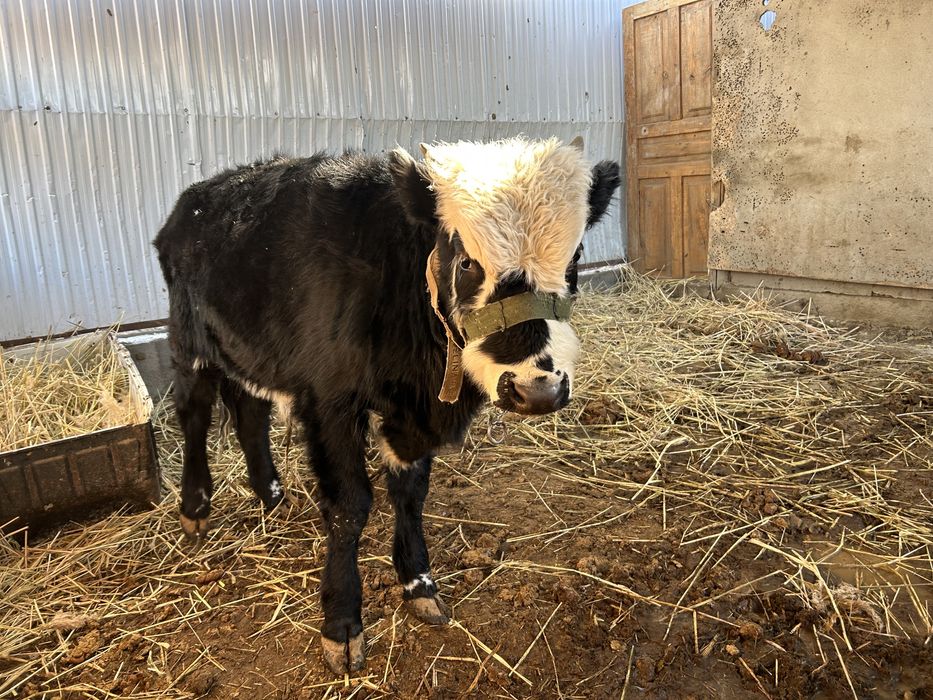 Баспақ Өгіз Бүқа Бык