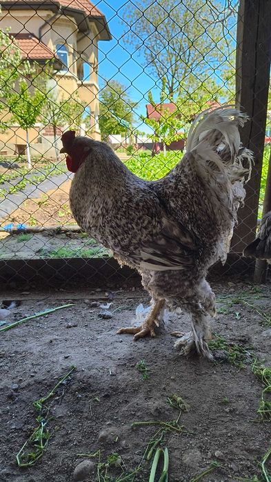 Găini brahma de vânzare