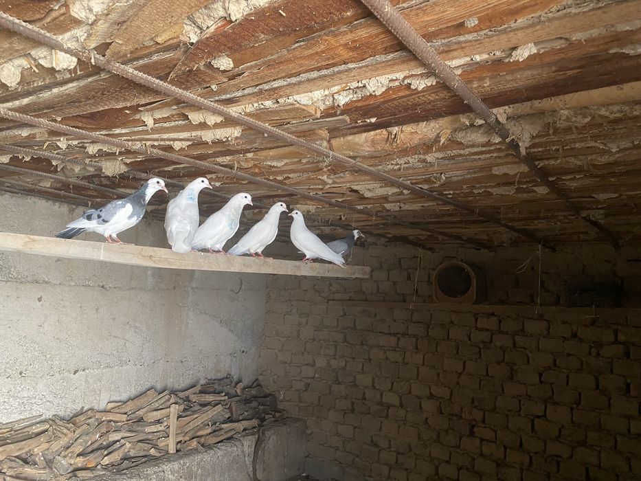 Бакинские голуби