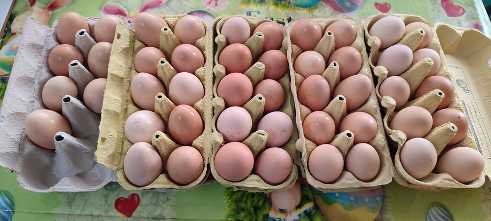 Ouă de tara pt consum