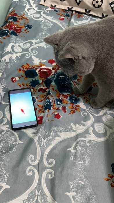 Scottish Straight mushukcha