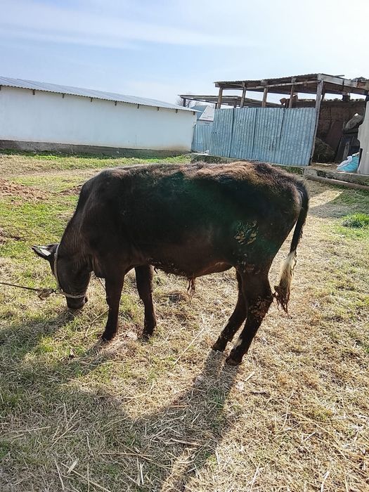 Бык хороший продаётся срочно