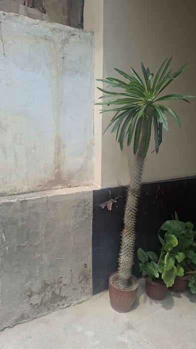 Paxipodyom tikanli gul