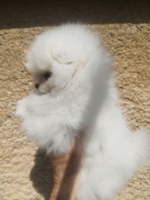 Мъжко  померанче