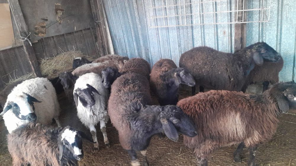 Продам хороших баранов
