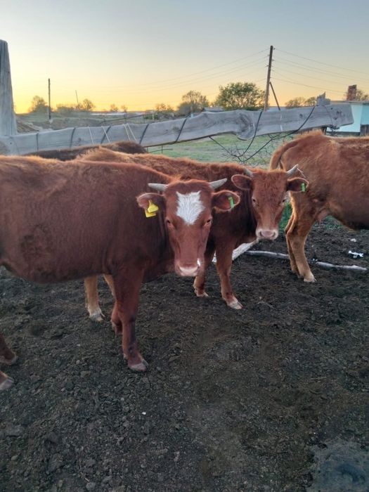 Продаются тёлки.